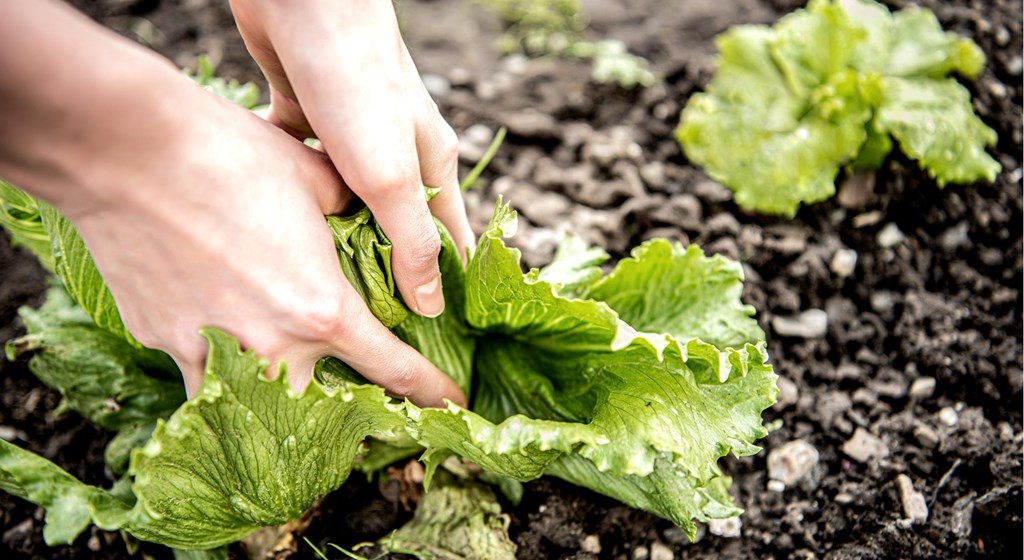 hotel-flora-salt-aus-dem-garten