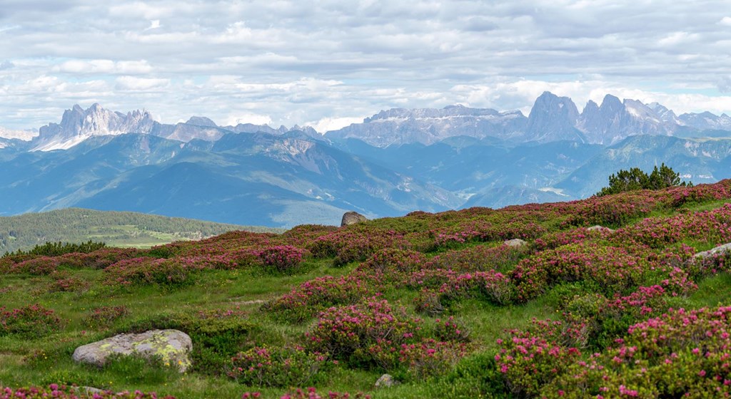 hotel-flora-villanderer-alm-alpenrosen-rene-gruber