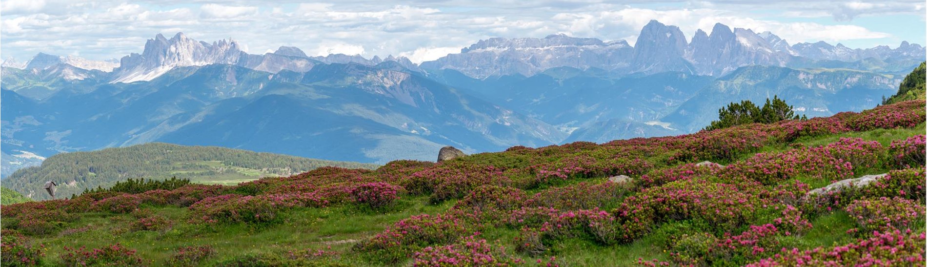hotel-flora-villanderer-alm-alpenrosen-rene-gruber