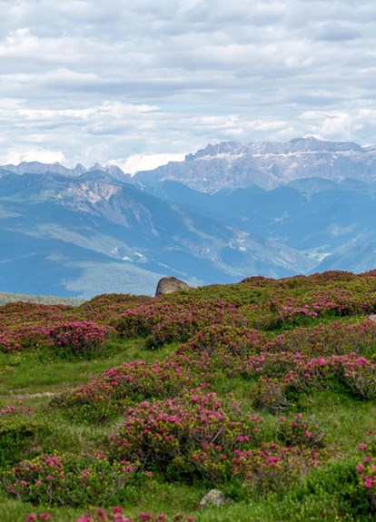 hotel-flora-villanderer-alm-alpenrosen-rene-gruber